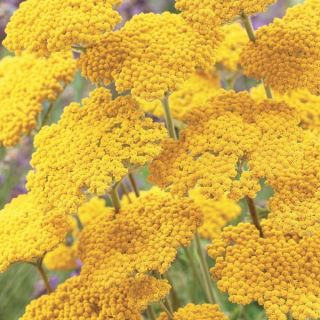 Coronation Gold Yarrow Thumbnail